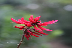 Erythrina herbacea